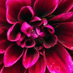 Crimson Majesty