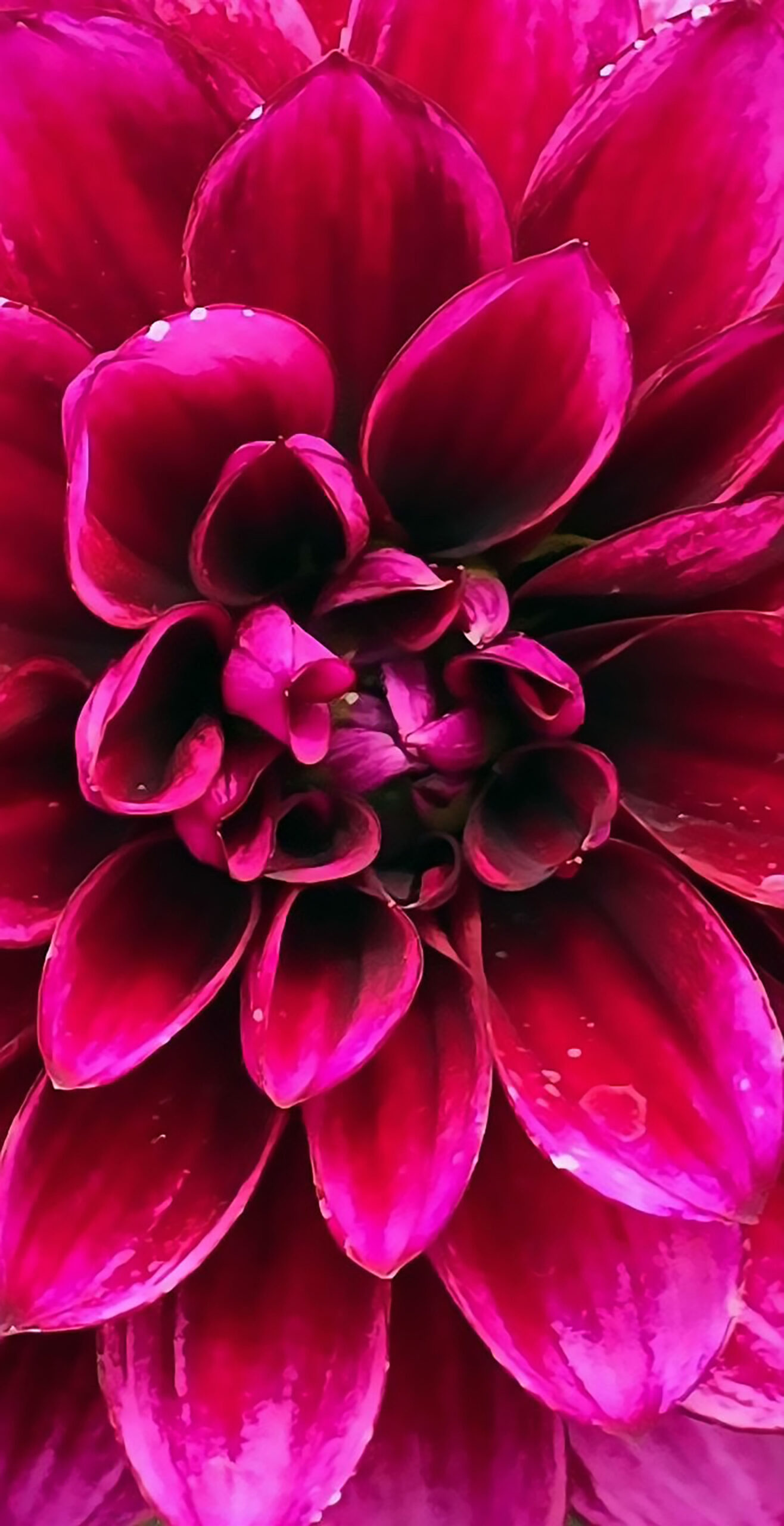 Crimson Majesty