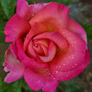 Raindrops from Heaven